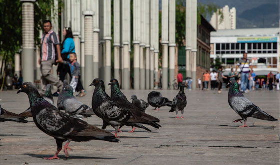 Sombras de Guayaquil