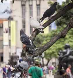 Parquedaderos de palomas • Fotografías Juan Fernando Ospina