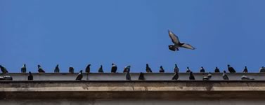 Parquedaderos de palomas • Fotografías Juan Fernando Ospina