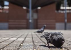 Parquedaderos de palomas • Fotografías Juan Fernando Ospina