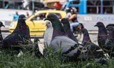 Parquedaderos de palomas • Fotografías Juan Fernando Ospina