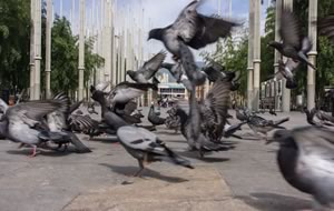 Parquedaderos de palomas • Fotografías Juan Fernando Ospina