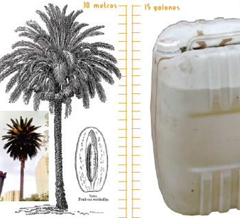 Legítima defensa de una palmera