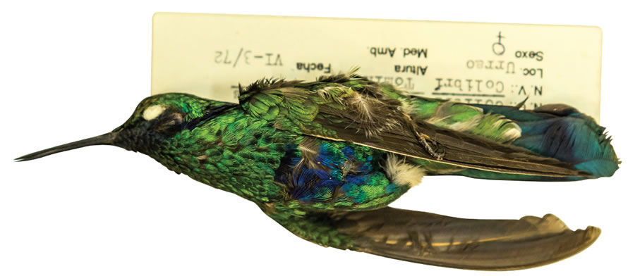 Piel de estudio de colibrí chillón