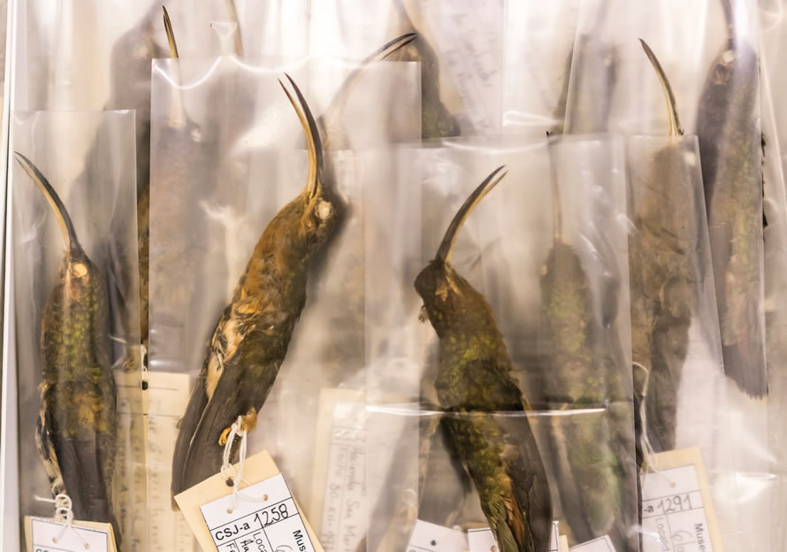 Colibríes de la especie Glaucis hirsutus