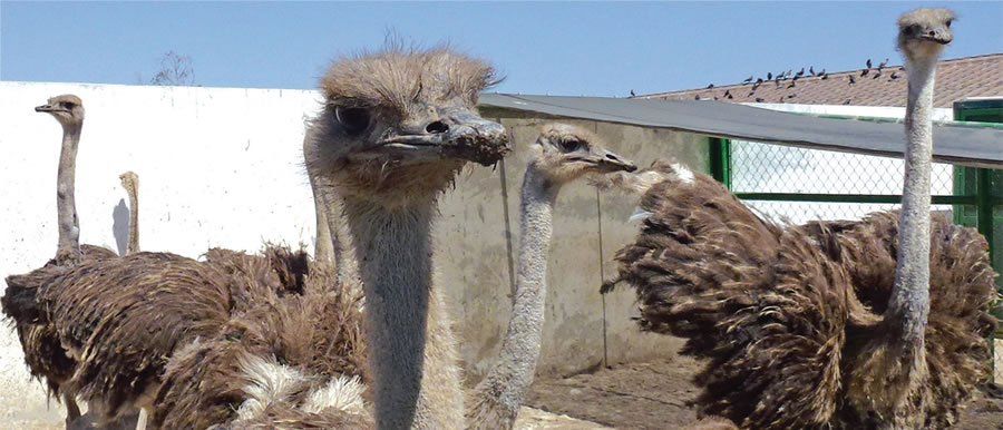 zoológico en Tijuana 