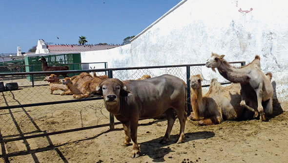 Tijuana