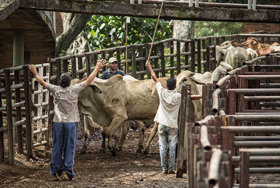 Fotografías: Juan Fernando Ospina