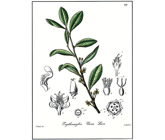 Erythroxylum coca