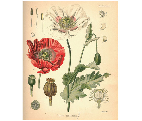 Papaver somniferum