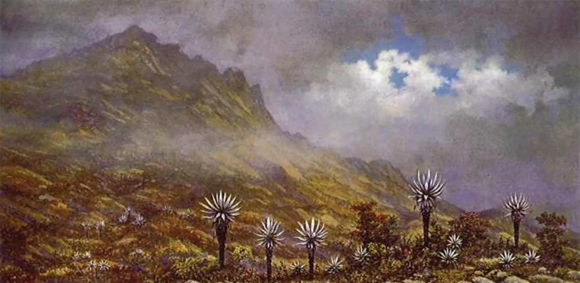 Frailejones en el páramo. Gonzalo Ariza, 1975.